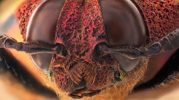 Mata merah majemuk ini merupakan mata milik kumbang permata berbintik merah.