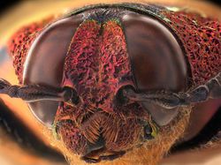 Jepretan Makro Ini Perlihatkan Mata Majemuk Pada Serangga