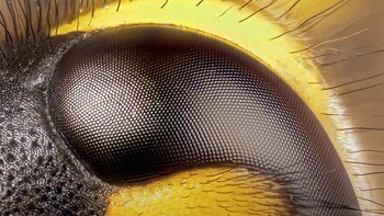 Terakhir ada sebelah mata dari tawon berwarna hitam yang terlihat kontras dengan warna kulitnya kuning.