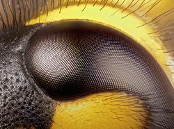 Jepretan Makro Ini Perlihatkan Mata Majemuk Pada Serangga