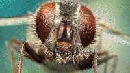 Jepretan Makro Ini Perlihatkan Mata Majemuk Pada Serangga