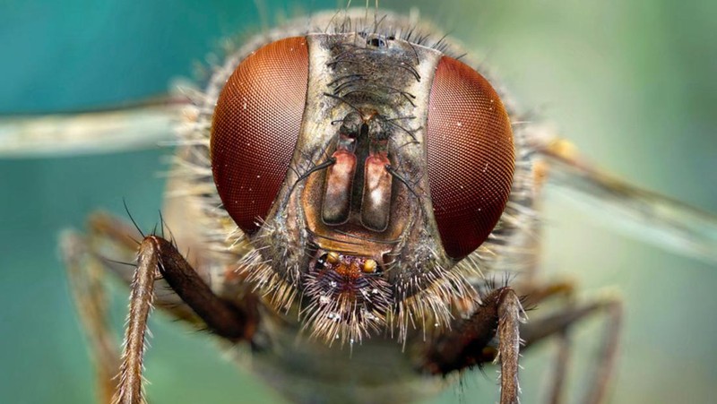Serangga umumnya memiliki mata majemuk yakni sepasang mata yang ukurannya lebih besar dari kelopak. Mata ini memiliki ribuan mata tunggal. Yuk, intip.