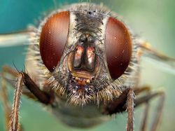 Jepretan Makro Ini Perlihatkan Mata Majemuk Pada Serangga