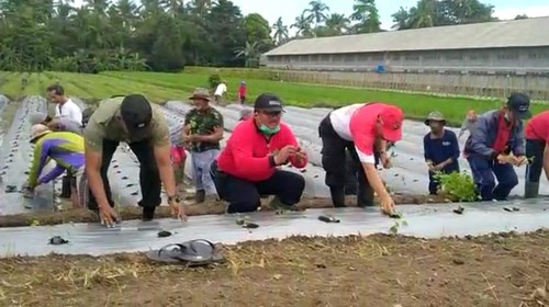 Program penanaman lanjutan kampung cabai di Desa Rijasa, Kecamatan Penebel, oleh Distan Tabanan.