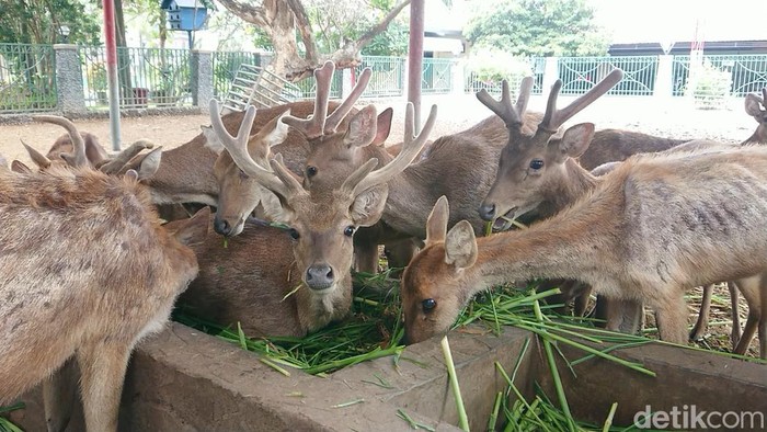 kebun binatang mini di area pendapa Tulungagung