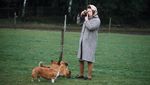 Kisah Ratu Elizabeth II dengan Puluhan Anjing Corginya
