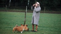 Setiap anjing corgi milik Ratu memiliki kamar masing-masing, dan mengonsumsi makanan yang disiapkan koki pribadi keluarga Kerajaan Inggris. (Getty Images/Anwar Hussein)  