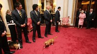 Diketahui anjing corgi dapat membantu Ratu Elizabeth mencairkan suasana saat berbicara dengan orang lain. (Tim Graham Picture Library/Getty Images)  