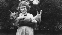 Pada ulang tahunnya yang ke-18 di tahun 1944, Ratu Elizabeth mendapat hadiah berupa anjing corgi yang diberi nama Susan. Lima tahun berlalu, atau tepatnya pada tahun 1949, anjing milik Ratu tersebut melahirkan sepasang anak. Dari situ, anjing corgi keluarga kerajaan mulai dikembangkan oleh Ratu Elizabeth selama 14 generasi. (Getty Images/Lisa Sheridan)  