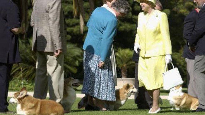Kisah Kasih Ratu Elizabeth dan Anjing-anjing Corginya Penguasa kerajaan Inggris Ratu Elizabeth II memang dikenal dengan sejumlah ciri khas. Mulai dari kebiasaan mengenakan pakaian berwarna cerah, hobi menunggang kuda, dan satu lagi, berkawan dengan anjing berjenis corgi. Ya, Ratu Elizabeth II ternyata memang memiliki sejarah panjang dengan anjing mungil tersebut.