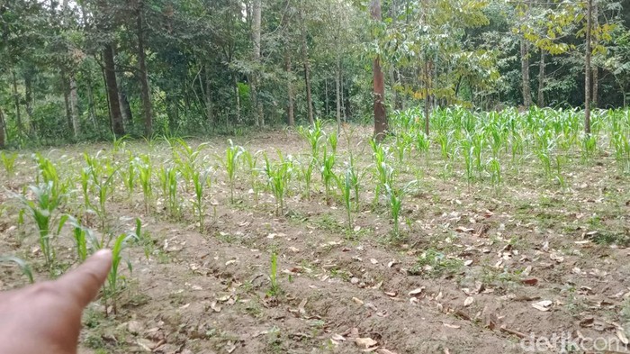 Ladang jagung di Desa Kayumas, Kecamatan Jatinom, Klaten, ludes diserang monyet. Foto diambil Jumat (9/9/2022).
