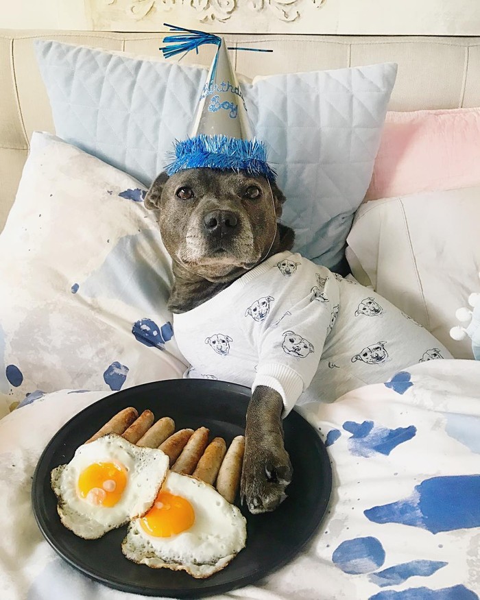 Lucunya! Selebgram Duo Anjing Ini Jadi ‘Foodies’ yang Hobi Kulineran Lucunya! Selebgram Duo Anjing Ini Jadi ‘Foodies’ yang Hobi Kulineran