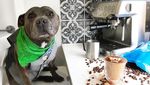 Lucunya! Selebgram Duo Anjing Ini Jadi Foodies yang Hobi Kulineran