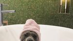 Lucunya! Selebgram Duo Anjing Ini Jadi Foodies yang Hobi Kulineran