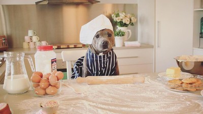 Lucunya! Selebgram Duo Anjing Ini Jadi Foodies yang Hobi Kulineran
