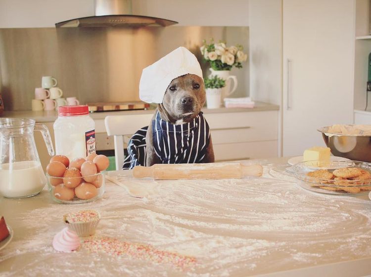 Lucunya! Selebgram Duo Anjing Ini Jadi Foodies yang Hobi Kulineran