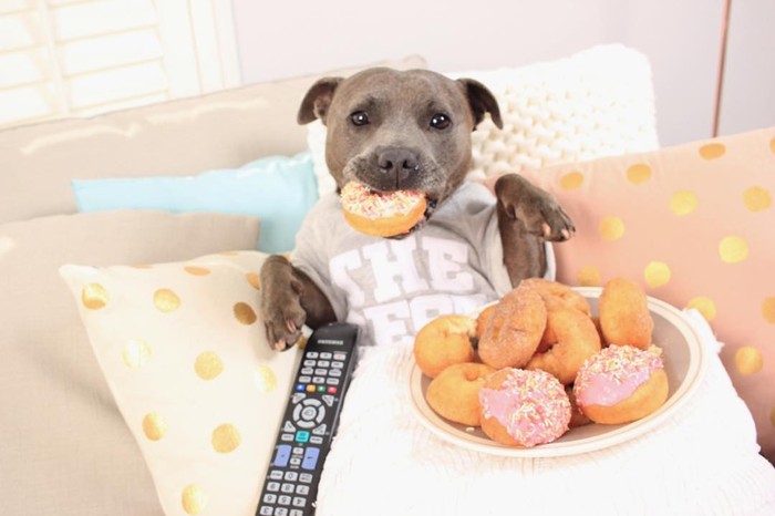 Lucunya! Selebgram Duo Anjing Ini Jadi ‘Foodies’ yang Hobi Kulineran Lucunya! Selebgram Duo Anjing Ini Jadi ‘Foodies’ yang Hobi Kulineran
