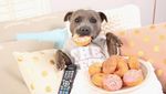 Lucunya! Selebgram Duo Anjing Ini Jadi Foodies yang Hobi Kulineran
