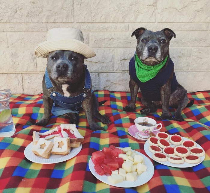 Lucunya! Selebgram Duo Anjing Ini Jadi ‘Foodies’ yang Hobi Kulineran Lucunya! Selebgram Duo Anjing Ini Jadi ‘Foodies’ yang Hobi Kulineran