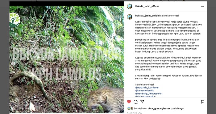 Macan tutul Gunung Lawu