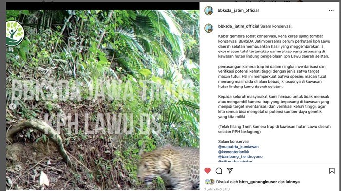 Macan tutul Gunung Lawu