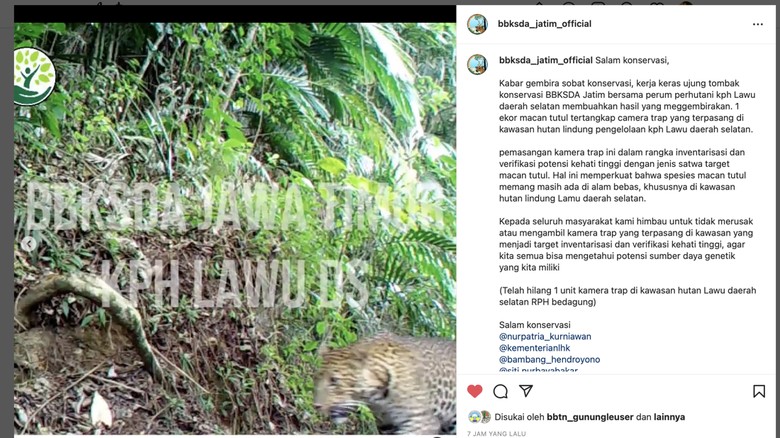 Macan tutul Gunung Lawu Macan tutul Gunung Lawu