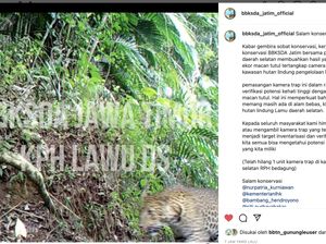 Macan Tutul Belum Punah di Gunung Lawu!