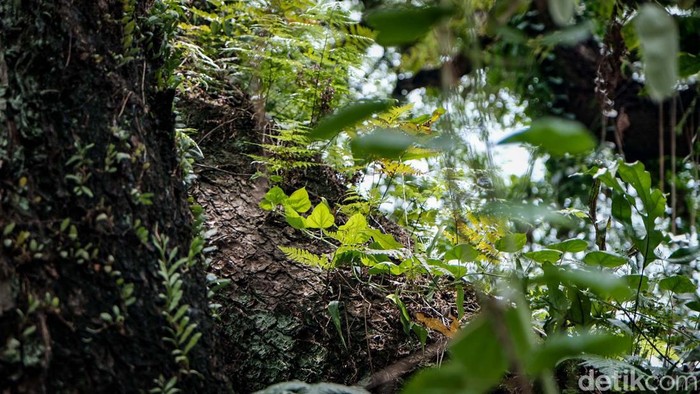 Melihat Pohon Jubleg yang Melegenda di Parung Bogor Bagi Anda yang melintas di Parung, Bogor, sudah tidak asing lagi melewati pohon besar di sana. Warga setempat menyebutnya pohon jubleg.