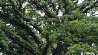 Pohon raksasa tersebut hingga kini tetap bertahan dengan cengkraman akar yang kuat di Parung. 
