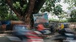 Mengenal Pohon Jubleg di Parung Bogor, Konon Berusia 100 Tahun