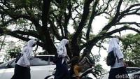 Pengguna jalan melintas di Jalan Raya Parung, Kabupaten Bogor, Jawa Barat, Jumat (9/9/2022). Di sini, terdapat sebuah pohon besar berdiri.