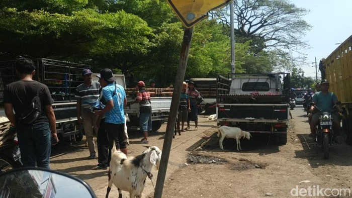 Para pedagang hewas berjualan di pinggir jalan Grati Pasuruan