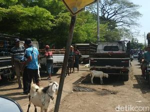 Pasar Hewan Pasuruan Tutup 3 Bulan, Pedagang Kleleran