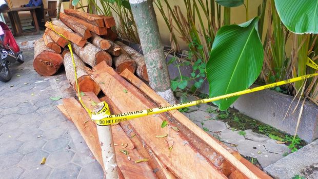 pembalakan liar banyuwangi