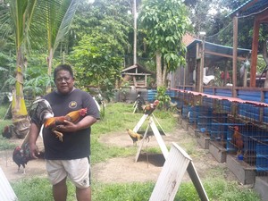 Tajen Adalah: Sejarah Singkat dan Makna Budaya Sabung Ayam di Bali