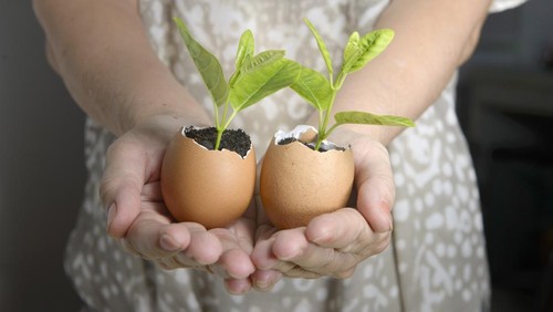 Pot cangkang telur kerajinan dari limbah organik