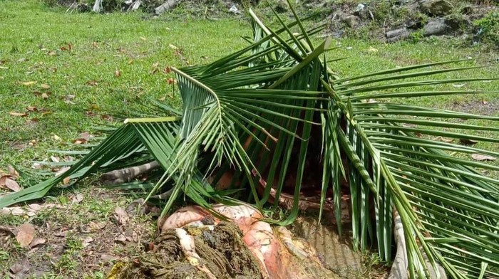 Bangkai sapi diduga diracun di Mamuju.