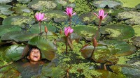 Seorang bocah tiba-tiba muncul di sebuah kolam teratai di kawasan Sundarban, India. Ekspresinya lucu banget.