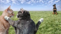 Dua ekor kucing terlihat sedang bergosip soal anjing di depannya. Anjing pun terlihat kebingungan.