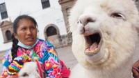 Seekor ilama terlihat berteriak di depan kamera saat perayaan Natal di Peru. Sampai-sampai seorang ibu di belakangnya terheran-heran. Momen lucu ini dijepret pada 25 Desember 2021 lalu.