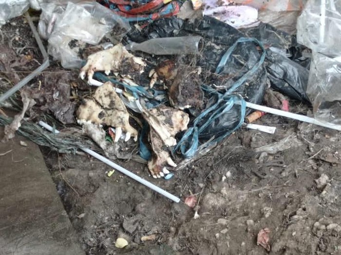 Temuan dugaan tulang anjing oleh DMFI Solo di kawasan Kelurahan Nusukan, Kecamatan Banjarsari. Foto dikirim pada Jumat (9/9/2022).