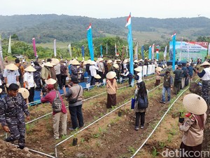 Dukung Ketahanan Pangan, TNI AL Tanam Sorgum di Lahan 796 Ribu Hektare