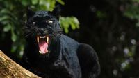 Raja Hutan Florida: Macan Kumbang Terberat yang Pernah Tercatat Mengungkap Rahasia Kelangsungan Hidup Spesies Terancam Punah