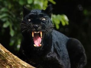 Pertarungan Macan Kumbang Vs 3 Orang Sumedang, Si Maung Hitam Tewas!