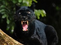 Macan Kumbang Terjerat di Cikakak Sukabumi, Kabur Saat Akan Dibius