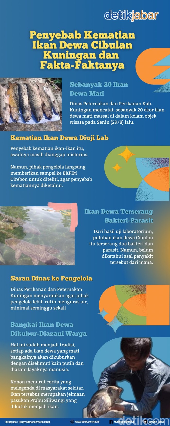 Infografis penyebab kematian ikan dewa Infografis penyebab kematian ikan dewa