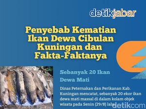 Misteri Kematian Massal Puluhan Ikan Dewa Cibulan Terungkap!