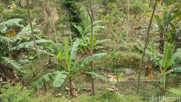 Lokasi yang dulunya tempat penawanan korban PKI di Dusun Dawuhan, Desa Hargorejo, Kecamatan Tirtomoyo, Wonogiri.