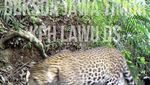 Macan Tutul Muncul di Tawangmangu, 42 Kamera Trap Dipasang di Gunung Lawu