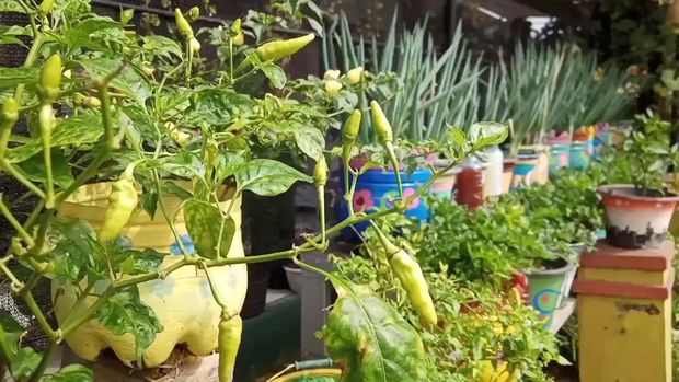Pelajar SD di Kabupaten Purwakarta membuat pestisida alami dari limbah kulit bawang merah dan kulit bawang putih.